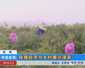 周末好去处 羞答答的玫瑰静悄悄地开
